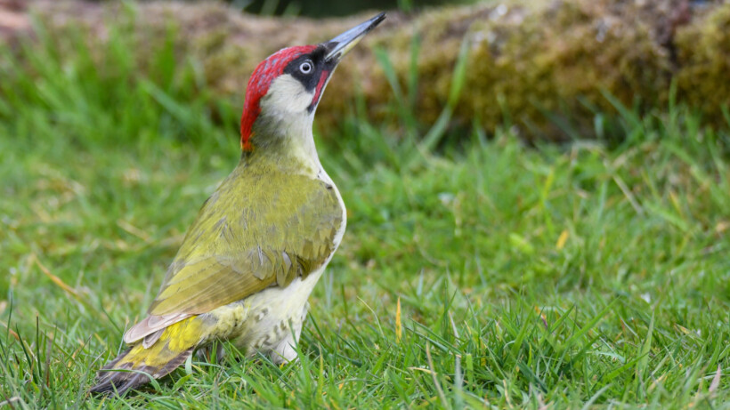 Waar of niet waar: man en vrouw van de groene specht ogen identiek