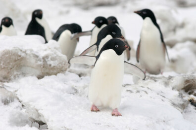 Pinguïnpoep: 4 weetjes