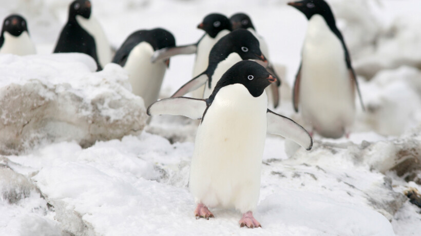 Pinguïnpoep: 4 weetjes