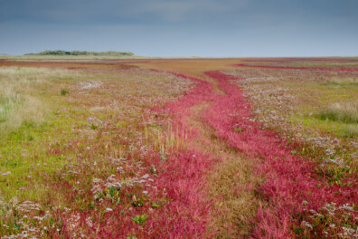Zeekraal kleurt op deze 6 plekken in Nederland prachtig rood