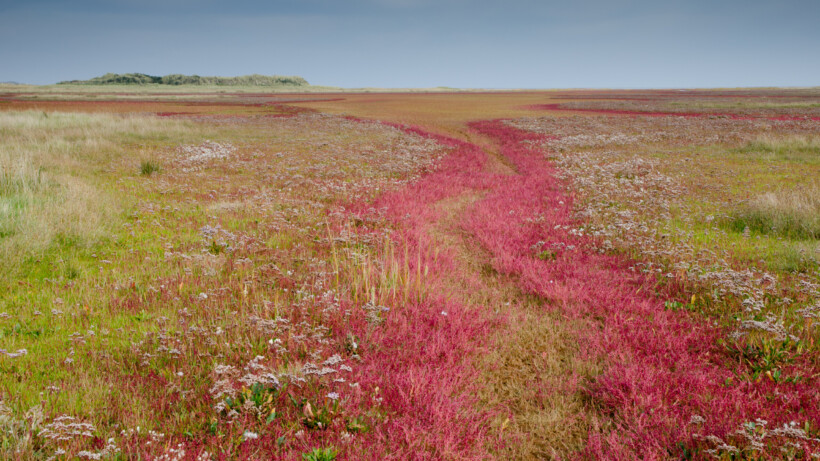 Zeekraal kleurt op deze 6 plekken in Nederland prachtig rood