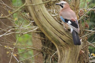 Unieke streepjescode