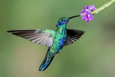 Spectaculair: deze kolibries doen ijskoude dutjes
