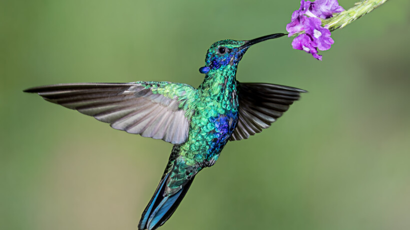 Spectaculair: deze kolibries doen ijskoude dutjes