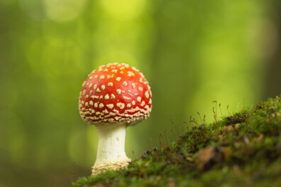 Broodje aap? De vliegenzwam groeit alleen bij berkenbomen