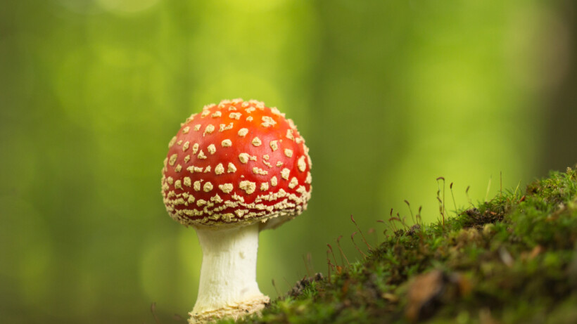 Broodje aap? De vliegenzwam groeit alleen bij berkenbomen