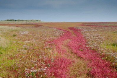 Zeekraal kleurt op deze 6 plekken in Nederland prachtig rood