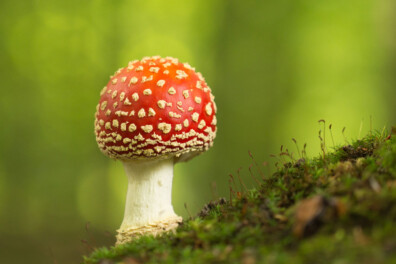 Broodje aap? De vliegenzwam groeit alleen bij berkenbomen