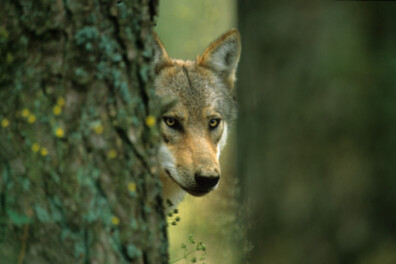 10 leuke weetjes over de wolf