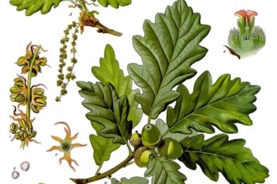 Wintereik of zomereik?