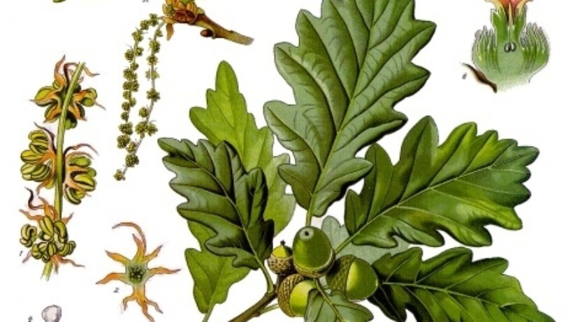 Wintereik of zomereik?