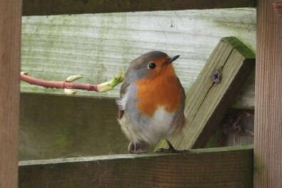 Roots tuin verrekijker test