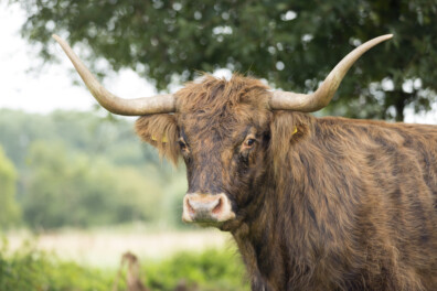 De koe waar alles mee begon