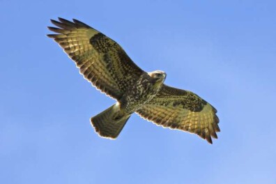 Duizelingwekkende aantallen buizerds