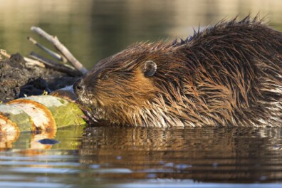 De bever voelt zich op steeds meer plekken thuis in Nederland