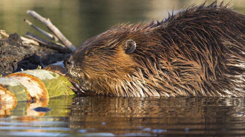 De bever voelt zich op steeds meer plekken thuis in Nederland