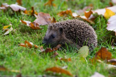 Wordt een egel ziek van melk drinken?