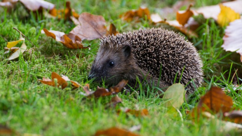 Wordt een egel ziek van melk drinken?
