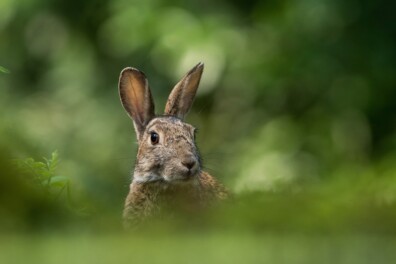 Is dit een haas of konijn?