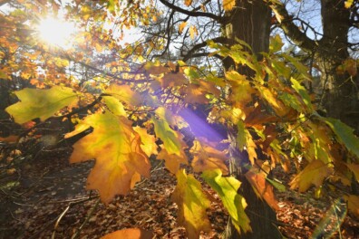 Herfstwandelen: stilte op de Stippelberg