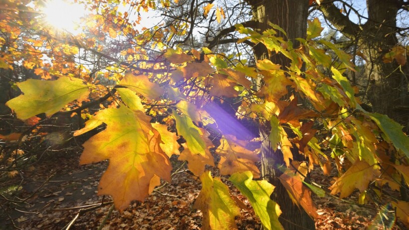 Herfstwandelen: stilte op de Stippelberg