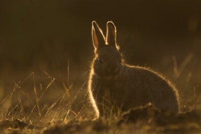 Hoeveel jongen kan een konijn in 1 jaar grootbrengen?