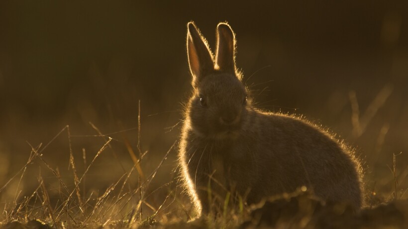 Hoeveel jongen kan een konijn in 1 jaar grootbrengen?