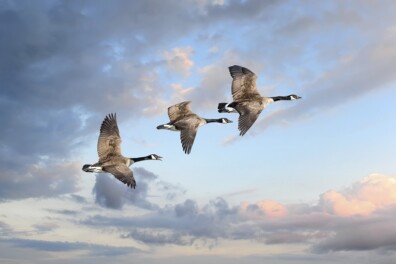 Dit zijn in Nederland de 5 hotspots van de Canadese gans