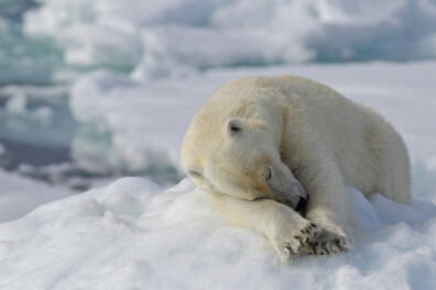 Winterslaap en winterrust
