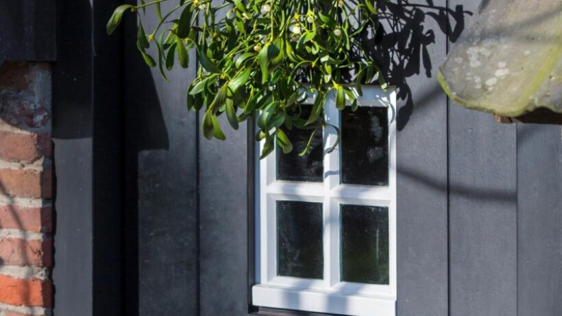 Zelf maretak kweken, zo doe je dat