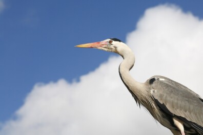 Blauwe reiger of purperreiger?