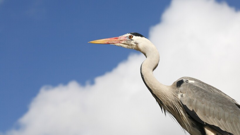 Blauwe reiger of purperreiger?