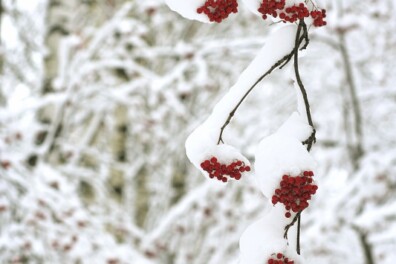 Hoe weet je of een bes giftig is?