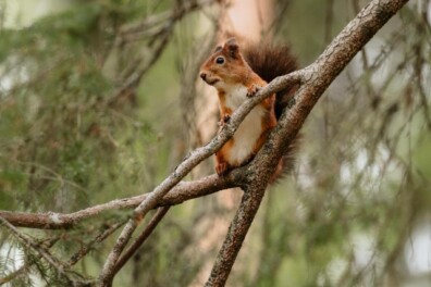 13 weetjes over de eekhoorn