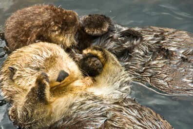 Van otters tot mieren: zo slapen deze 7 dieren