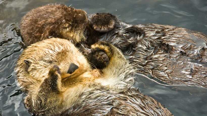 Van otters tot mieren: zo slapen deze 7 dieren