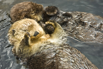 Van otters tot mieren: zo slapen deze 7 dieren