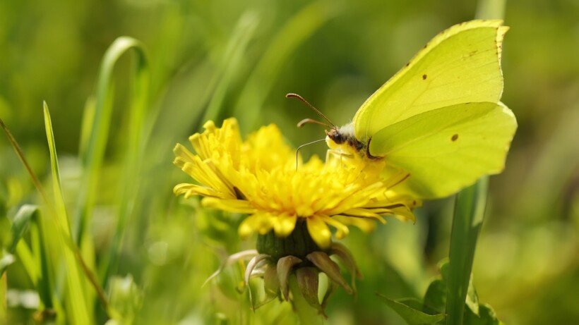 De citroenvlinder: 3 weetjes over een winterbikkel