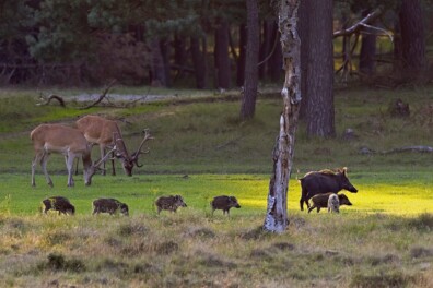 Hotspots wilde zwijnen – zoals Kroondomein Het Loo