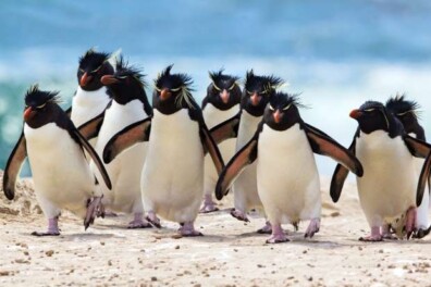De leukste weetjes over pinguïns