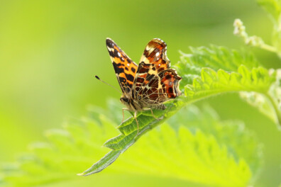 Waarom houden vlinders van brandnetels?