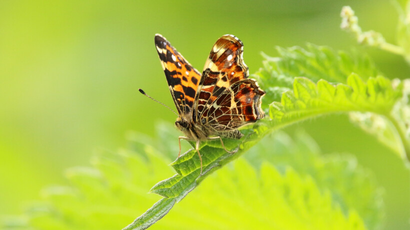 Waarom houden vlinders van brandnetels?