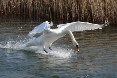 Wat een vraag: wat is de grootste vogel van Nederland?