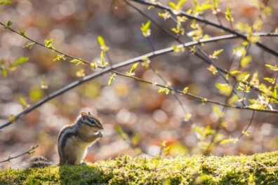 De Siberische grondeekhoorns in Tilburg: aaibare exoten