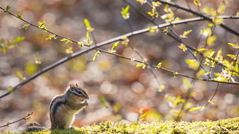 De Siberische grondeekhoorns in Tilburg: aaibare exoten