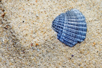 Wat een vraag: hoe wordt een schelp gevormd?