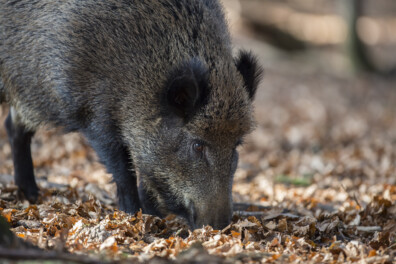 Waarom wroeten wilde zwijnen in de bosgrond?