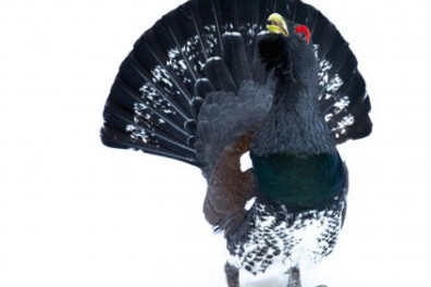 Geweldige ervaring: een ontmoeting met een “gekke” auerhoen