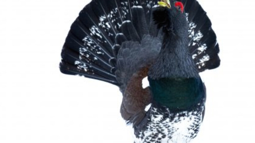 Geweldige ervaring: een ontmoeting met een “gekke” auerhoen