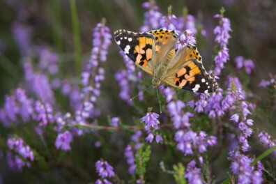Vlindertrek: de distelvlinder maakt een tocht van 4.000 km